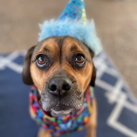 Meet your Posher, Autumn - Picture 3 of 7